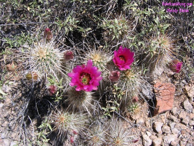 Hedgehog Cactus with 2 flowers in bloom and many buds