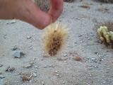 A Jumping Cholla Pod